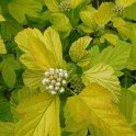 Physocarpus opulifolius 'Dart's Gold' fleur P24